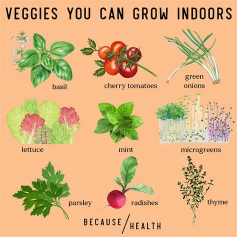 Can You Grow Vegetables Indoors
