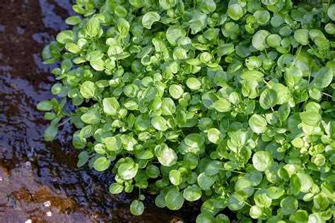 Can You Grow Watercress At Home