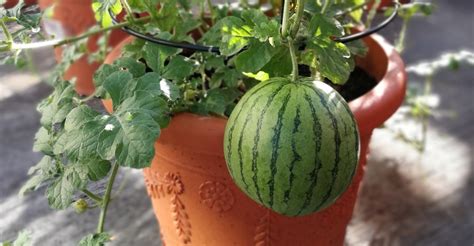 Can You Grow Watermelon In A Pot