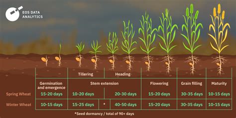 Can You Grow Wheat In Tropical Climate