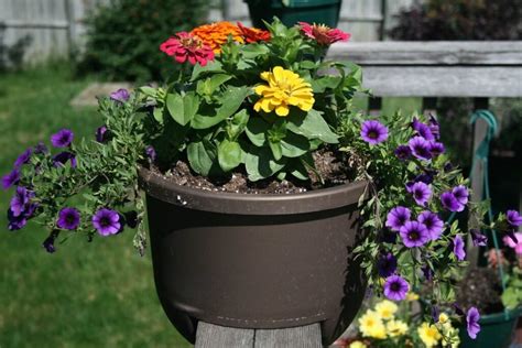 Can You Grow Wildflowers In Pots