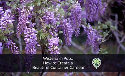 Can You Grow Wisteria From A Cutting