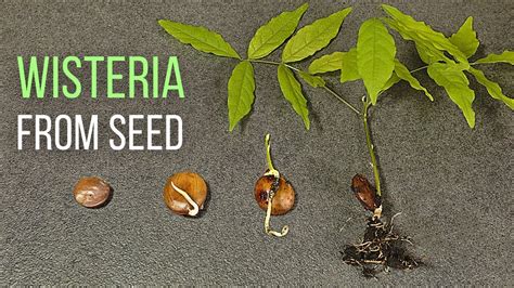 Can You Grow Wisteria From Seed