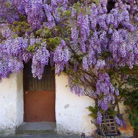 Can You Grow Wisteria In A Pot