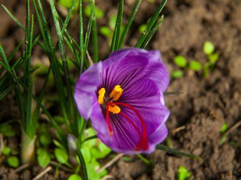 Can You Grow Your Own Saffron