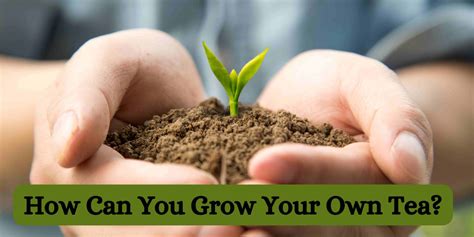 Can You Grow Your Own Tea
