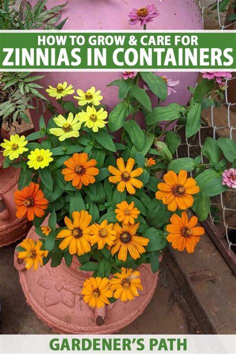 Can You Grow Zinnias In Pots