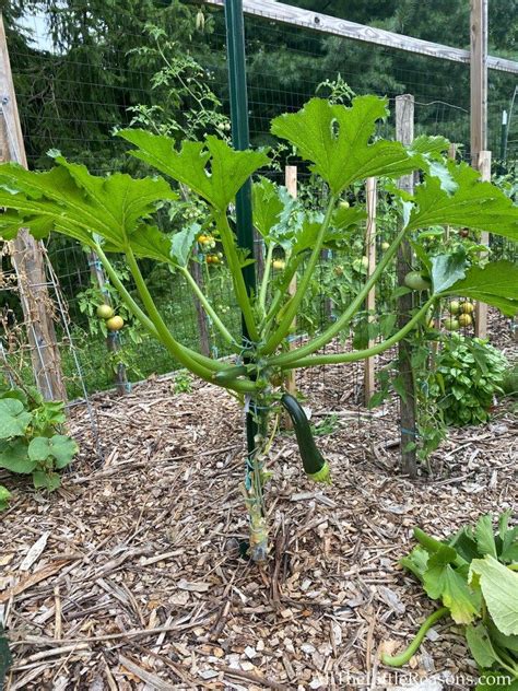 Can You Grow Zucchini From A Zucchini