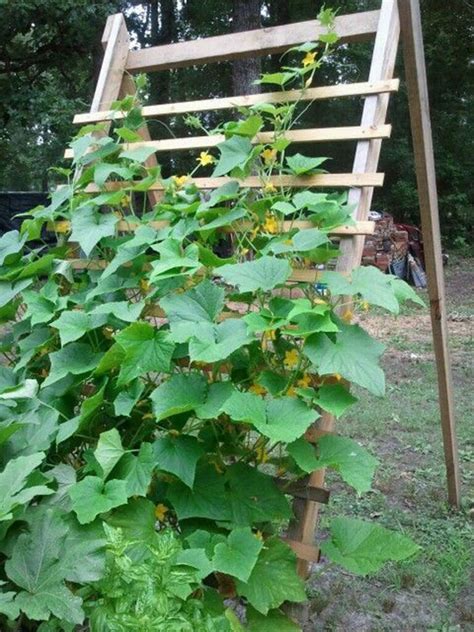 Can You Grow Zucchini On A Trellis