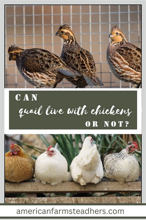 Can You Mix Quail With Chickens