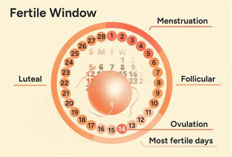 Can You Ovulate While Pregnant