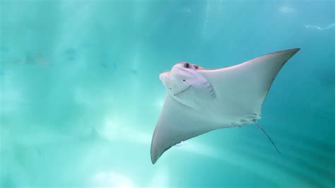 Can You Sting Ray
