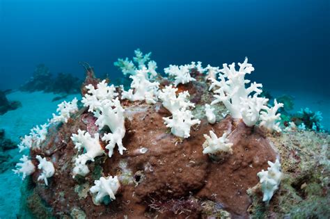Can You Take Dead Coral From Indonesia