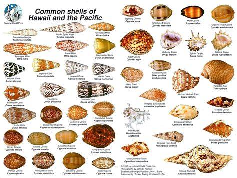 Can You Take Shells From Indonesia