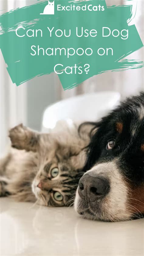 Can You Use Dog Shampoo On Cats