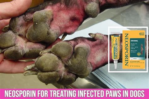 Can You Use Neosporin On Dogs