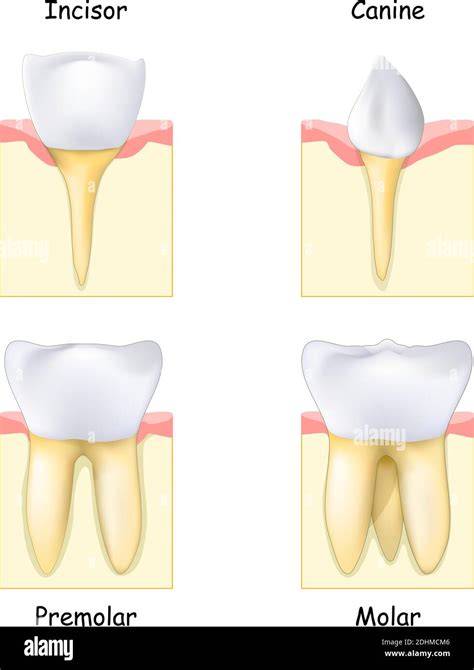 Canine Teeth Human