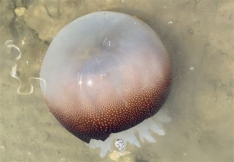 Cannonball Jellyfish Do They Sting