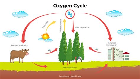 Carbon And Oxygen Cycle