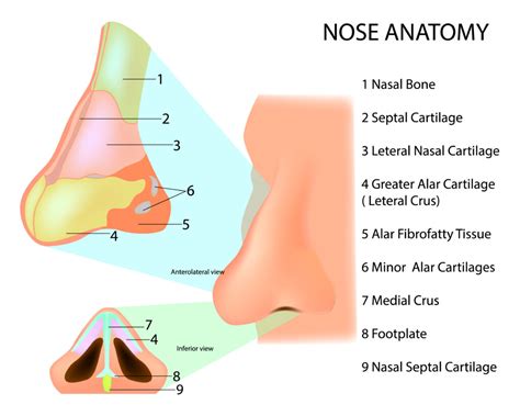 Cartilage On Nose