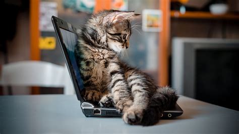 Cat Sitting Work