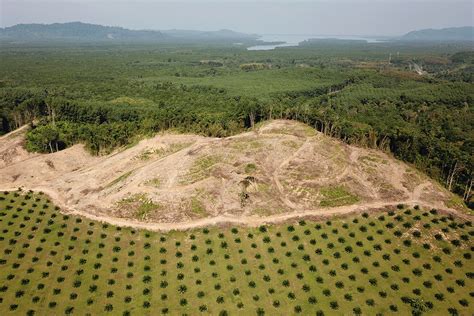 Causes Of Deforestation In Indonesia