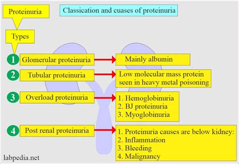 Causes Of Proteinuria