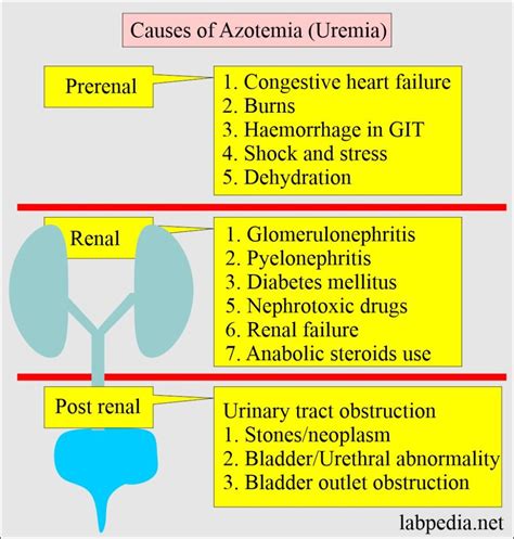Causes Of Uremia