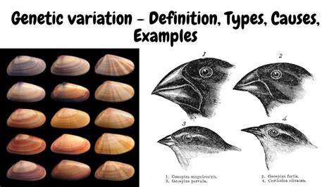 Causes Of Variation
