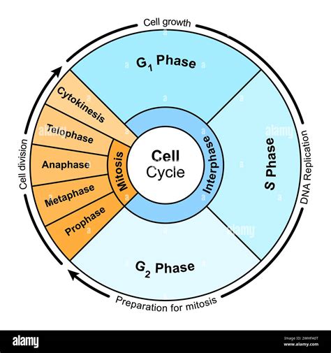 Cell Cycle Cartoon