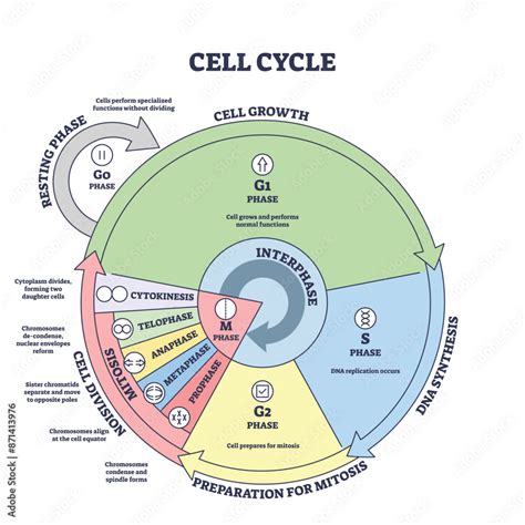 Cell Cycle Process