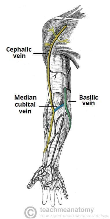 Cephalic And Basilic Veins
