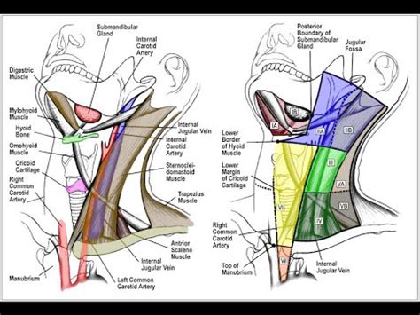Cervical Node Levels