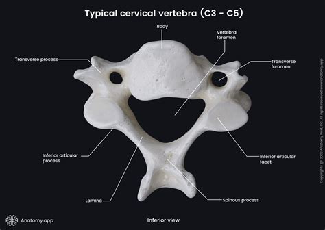 Cervical Vertebrae Pics