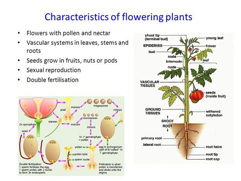 Characteristics Of Flowering Plants