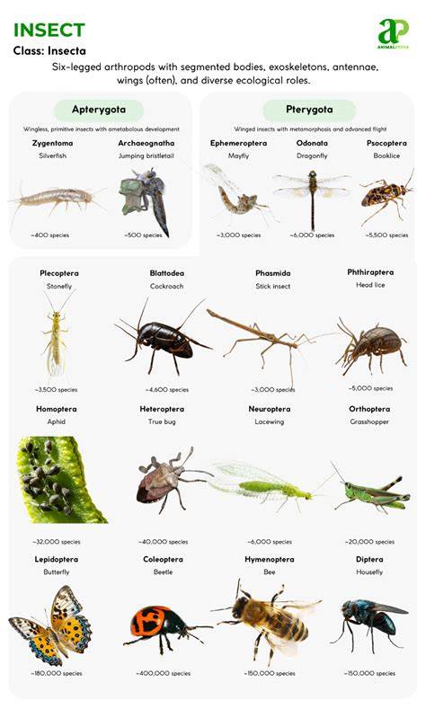 Characteristics Of Insects