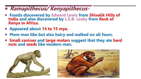 Characteristics Of Kenyapithecus