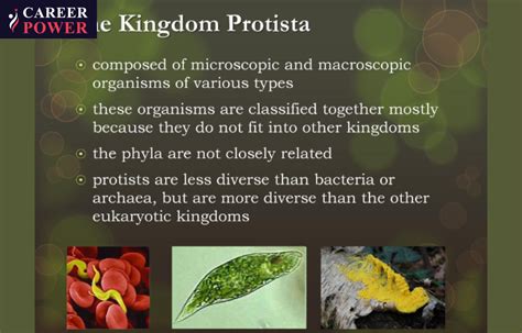 Characteristics Of Kingdom Protista
