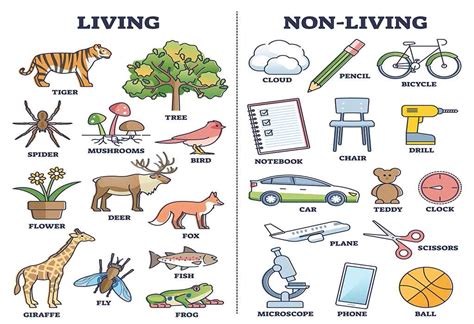 Characteristics Of Non Living Things