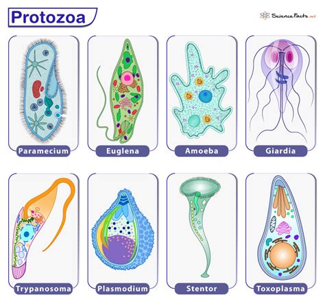 Characteristics Of Protozoa