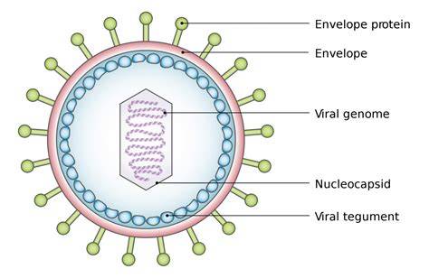 Characteristics Of Virus