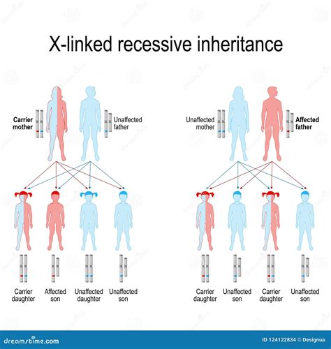 Characteristics Of X Linked Recessive Inheritance