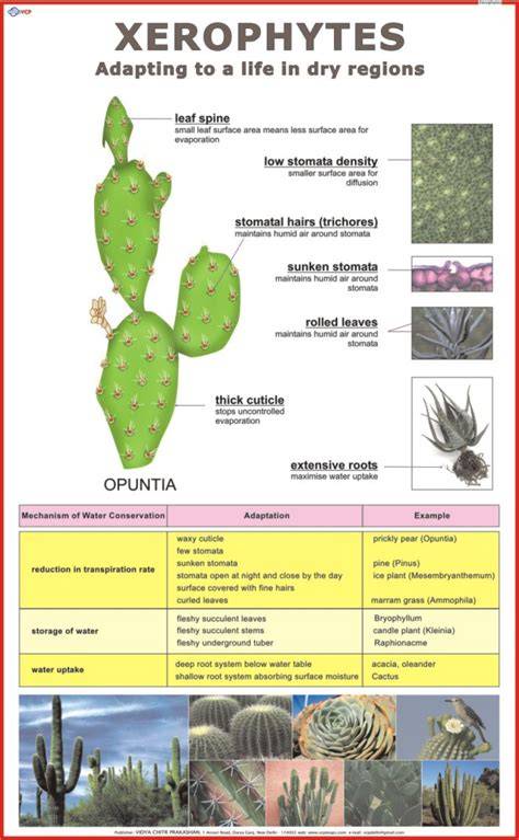 Characteristics Of Xerophytes