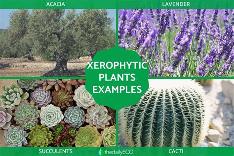 Characteristics Of Xerophytic Plants