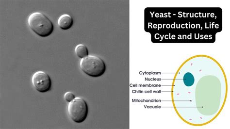 Characteristics Of Yeast