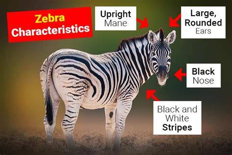 Characteristics Of Zebra