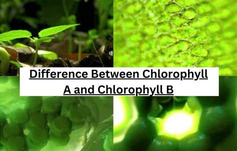 Chlorophyll B Color