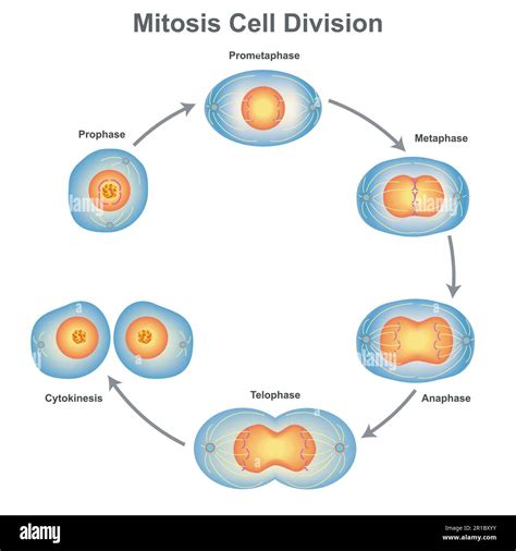Chromosome Phases