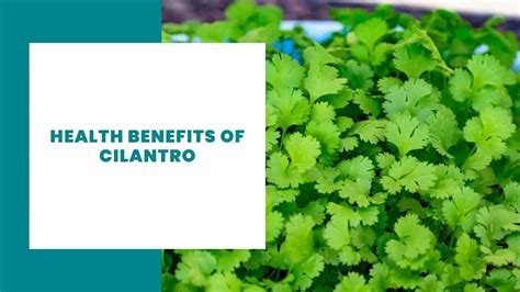 Cilantro Is Good For Health