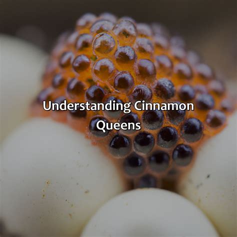 Cinnamon Queen When Do They Lay Eggs